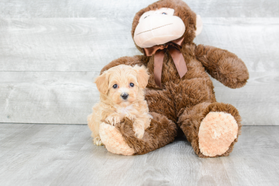 Friendly Maltipoo Baby