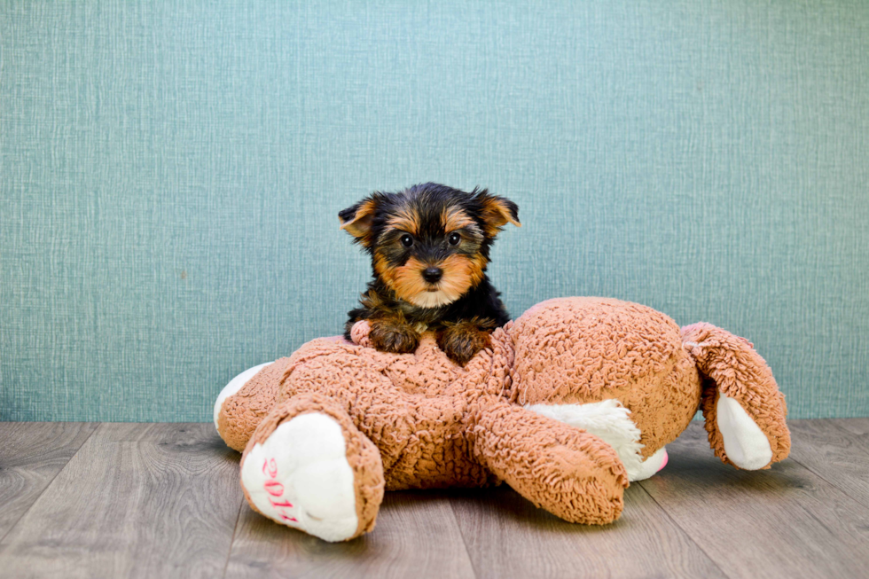 Meet Capone - our Yorkshire Terrier Puppy Photo 