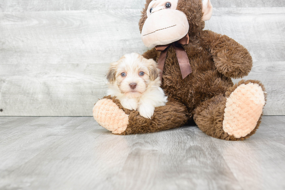 Petite Havanese Purebred Puppy