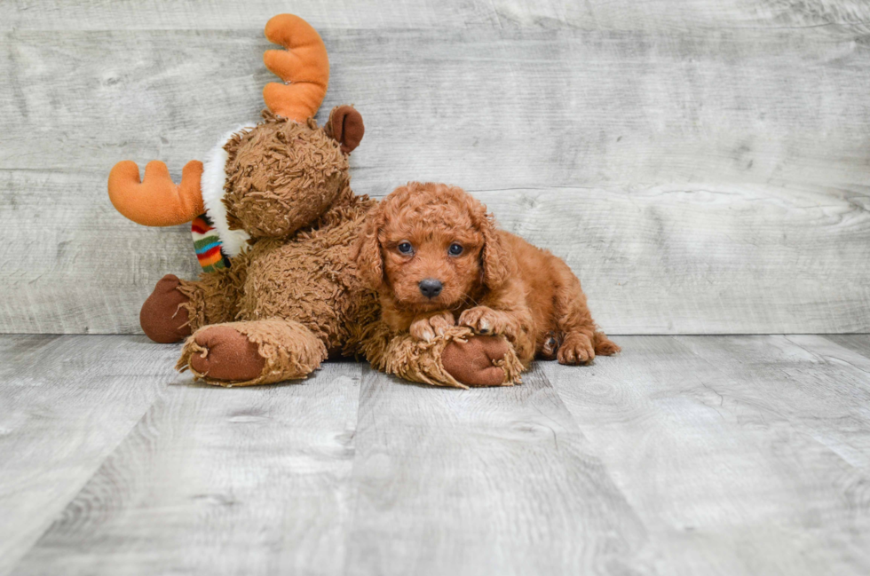 Adorable Cavoodle Poodle Mix Puppy