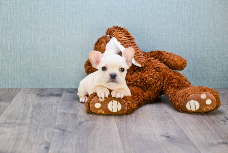 Best French Bulldog Baby