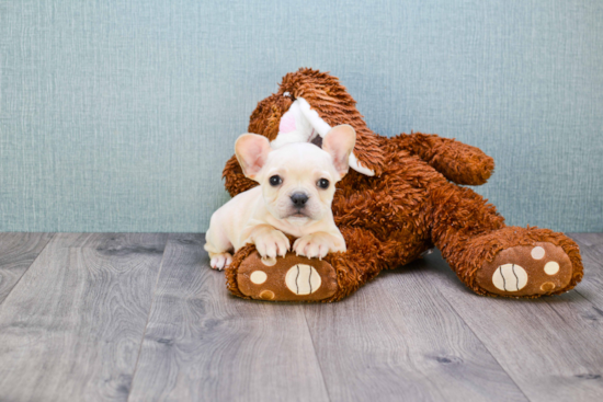 Best French Bulldog Baby