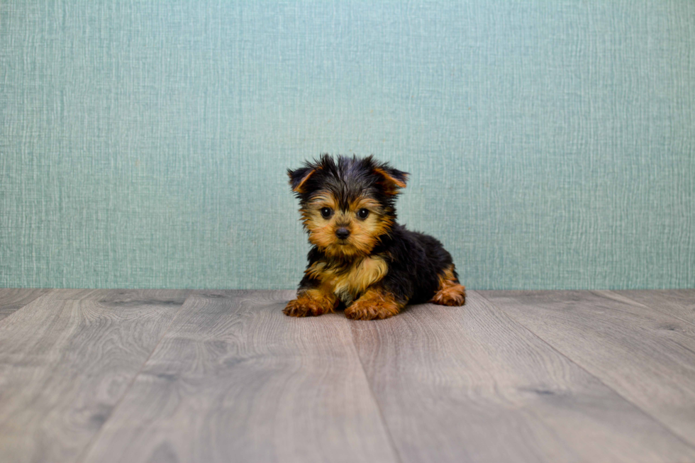 Meet Beckham - our Yorkshire Terrier Puppy Photo 