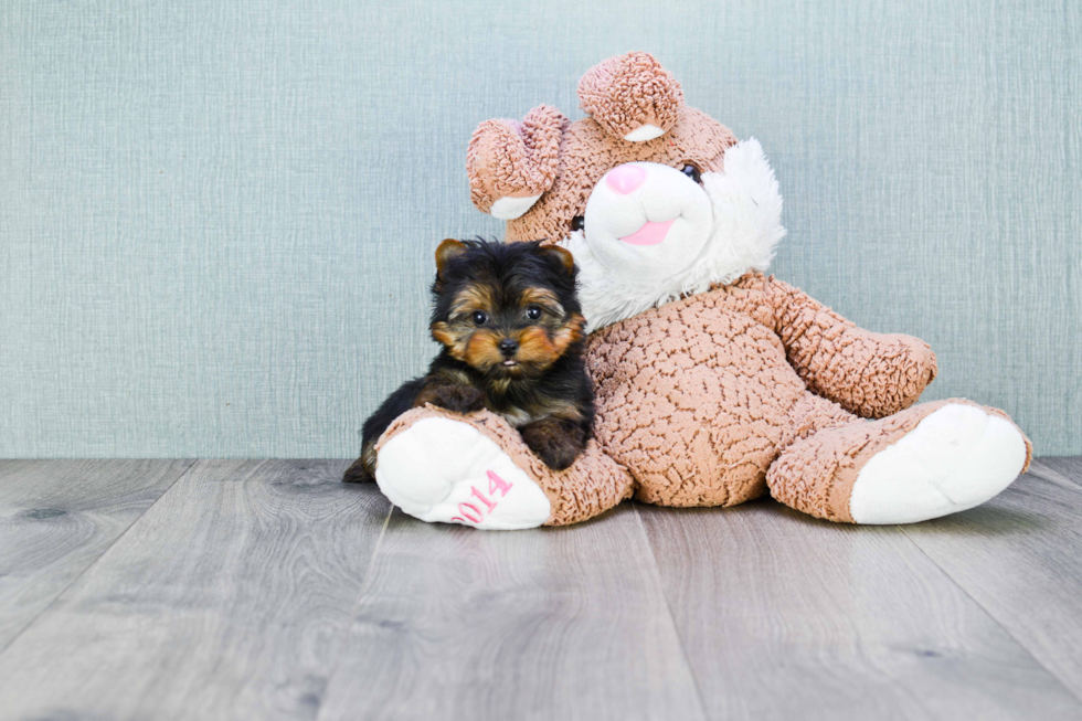 Meet Ronaldo - our Yorkshire Terrier Puppy Photo 