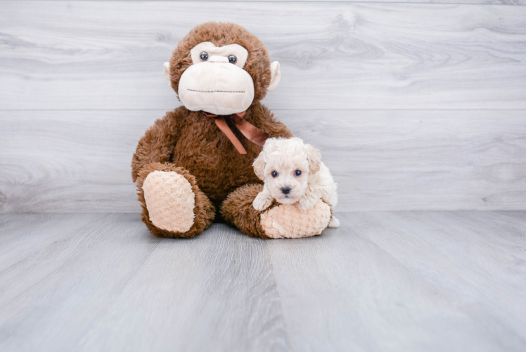 Best Maltipoo Baby