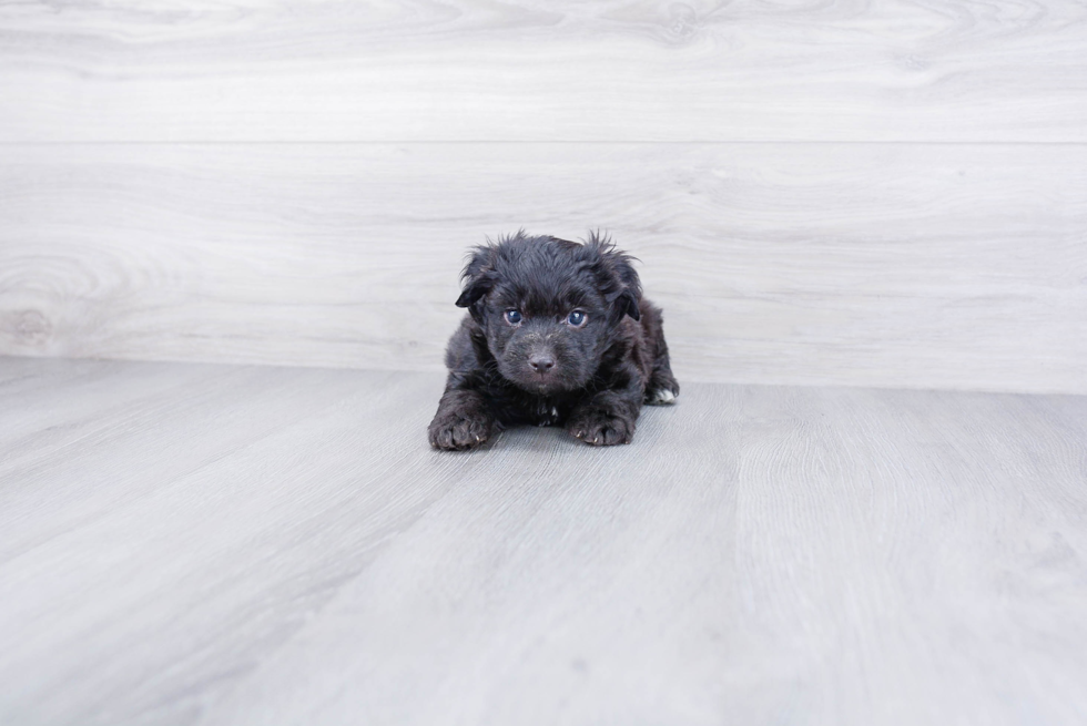 Adorable Aussiepoo Poodle Mix Puppy