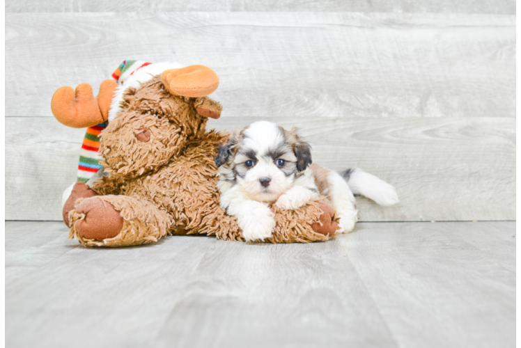 Teddy Bear Pup Being Cute