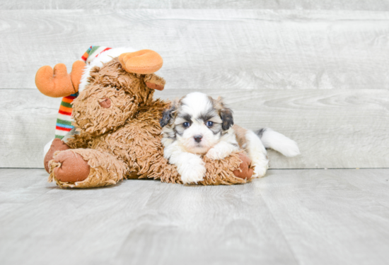 Teddy Bear Pup Being Cute