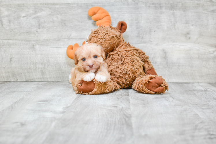 Morkie Puppy for Adoption