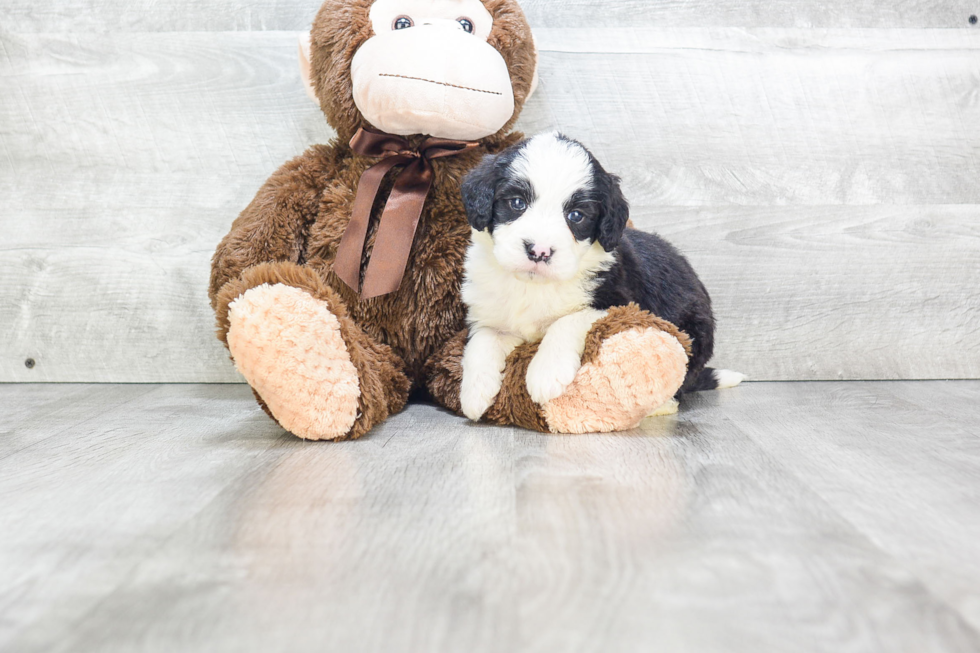 Best Mini Bernedoodle Baby