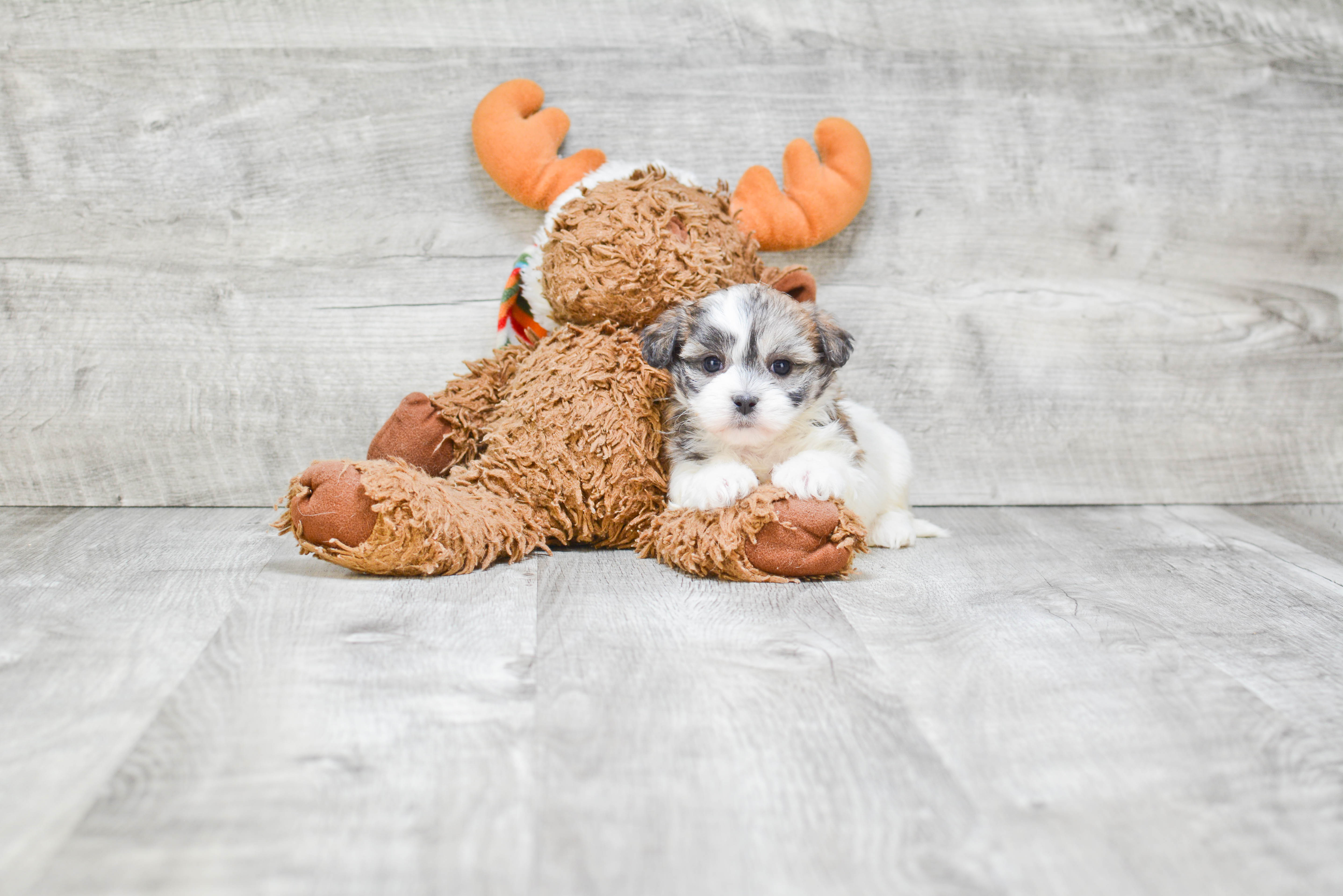 Best Teddy Bear Baby