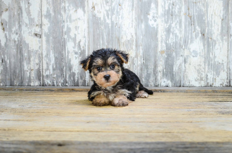 Best Morkie Baby