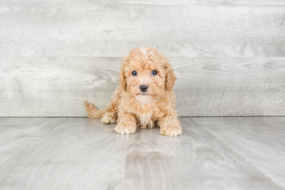 Cavapoo Puppy for Adoption