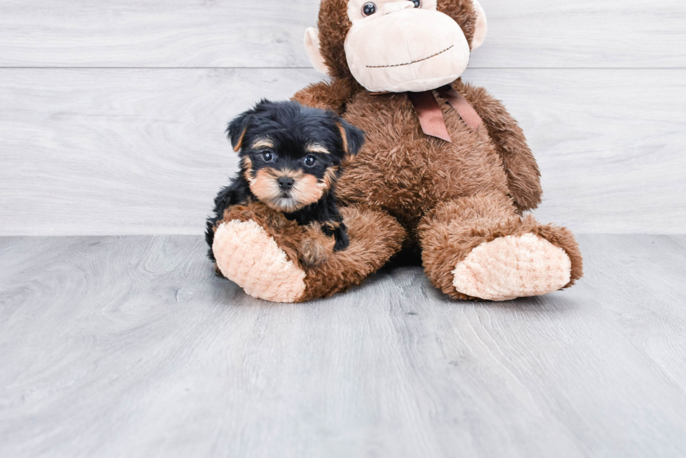 Meet Victoria - our Yorkshire Terrier Puppy Photo 