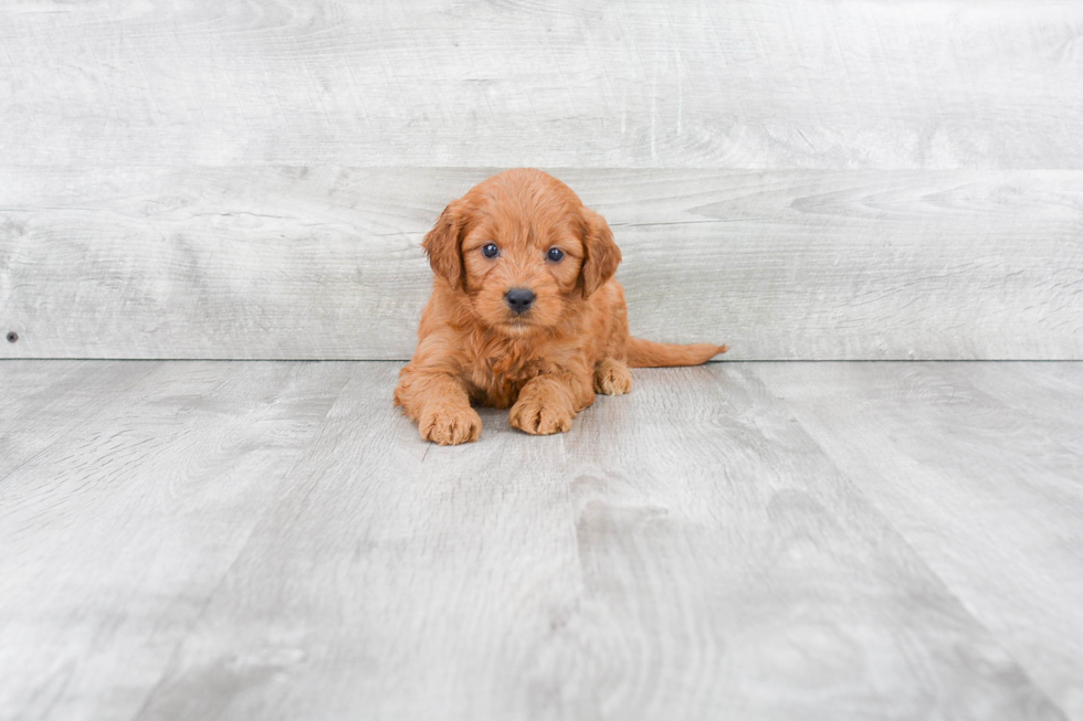 Petite Mini Goldendoodle Poodle Mix Pup