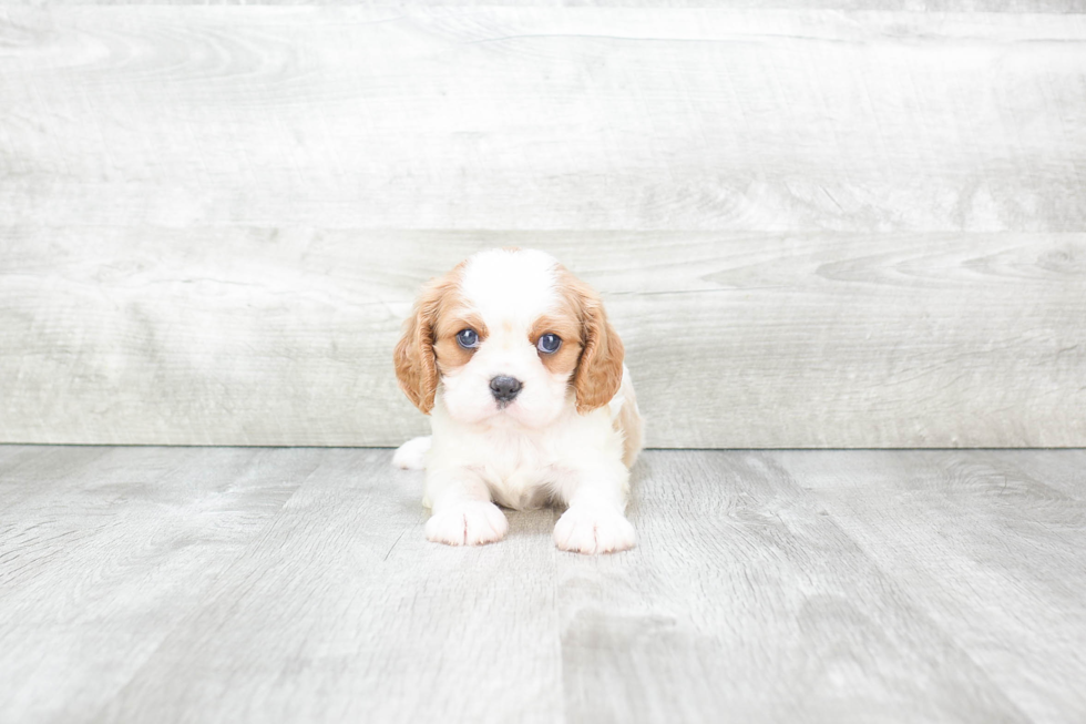 Friendly Cavalier King Charles Spaniel Purebred Pup