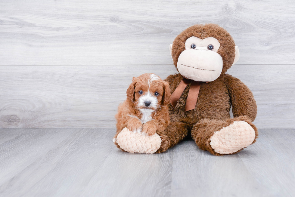 Hypoallergenic Cavoodle Poodle Mix Puppy