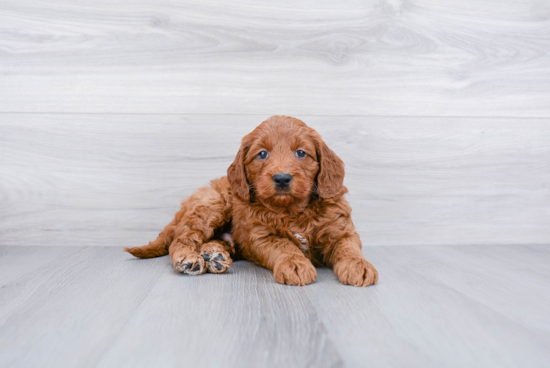 Small Mini Goldendoodle Baby