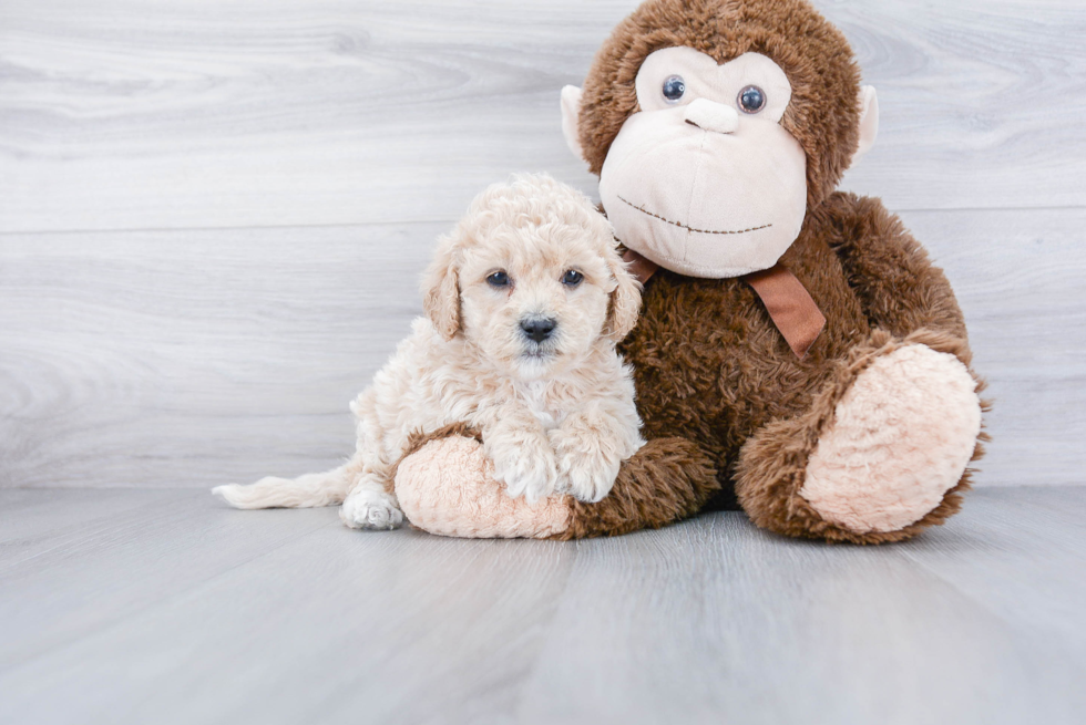 Poochon Pup Being Cute