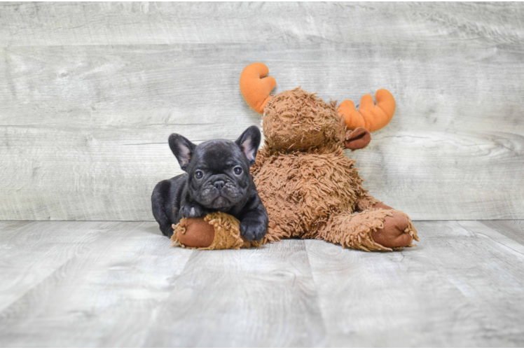 Playful French Bulldog Baby