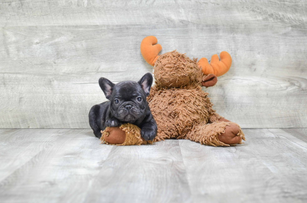 Playful French Bulldog Baby