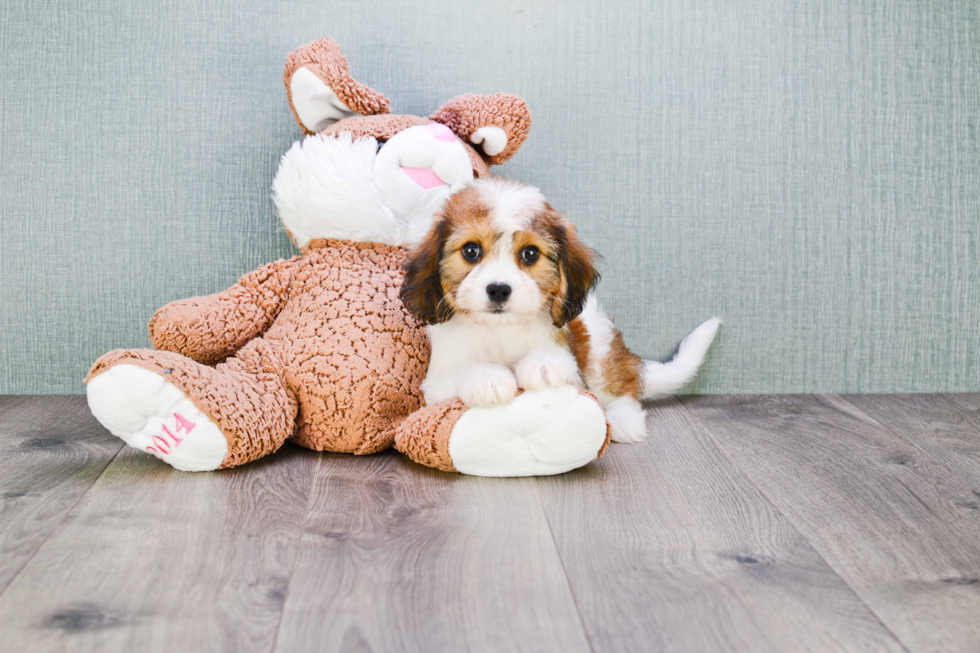 Petite Cavachon Designer Pup