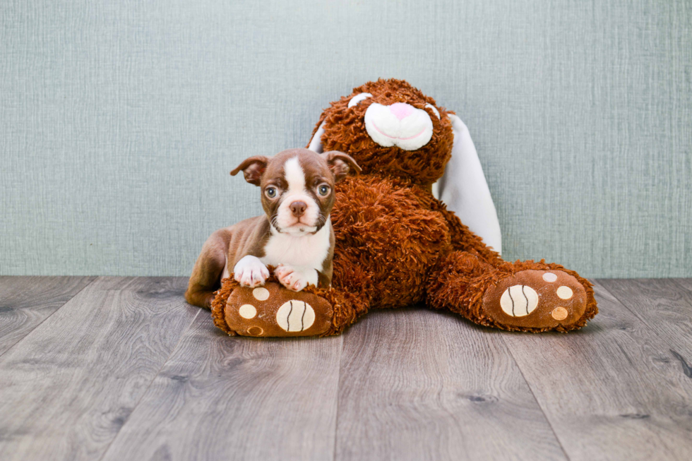 Small Boston Terrier Baby