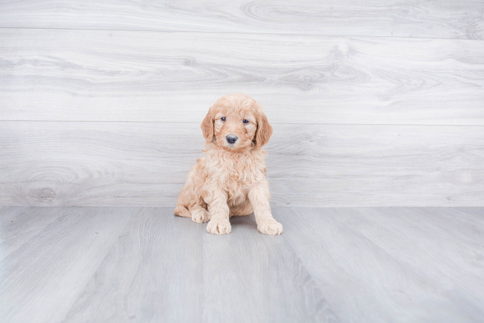 Petite Mini Goldendoodle Poodle Mix Pup