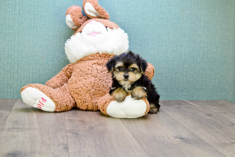 Morkie Puppy for Adoption