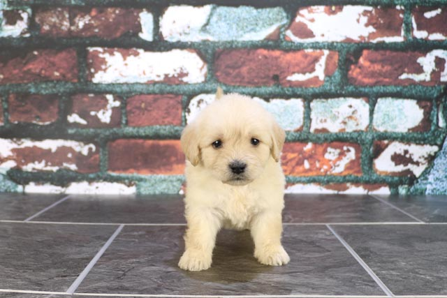 Mini Goldendoodle Puppy for Adoption