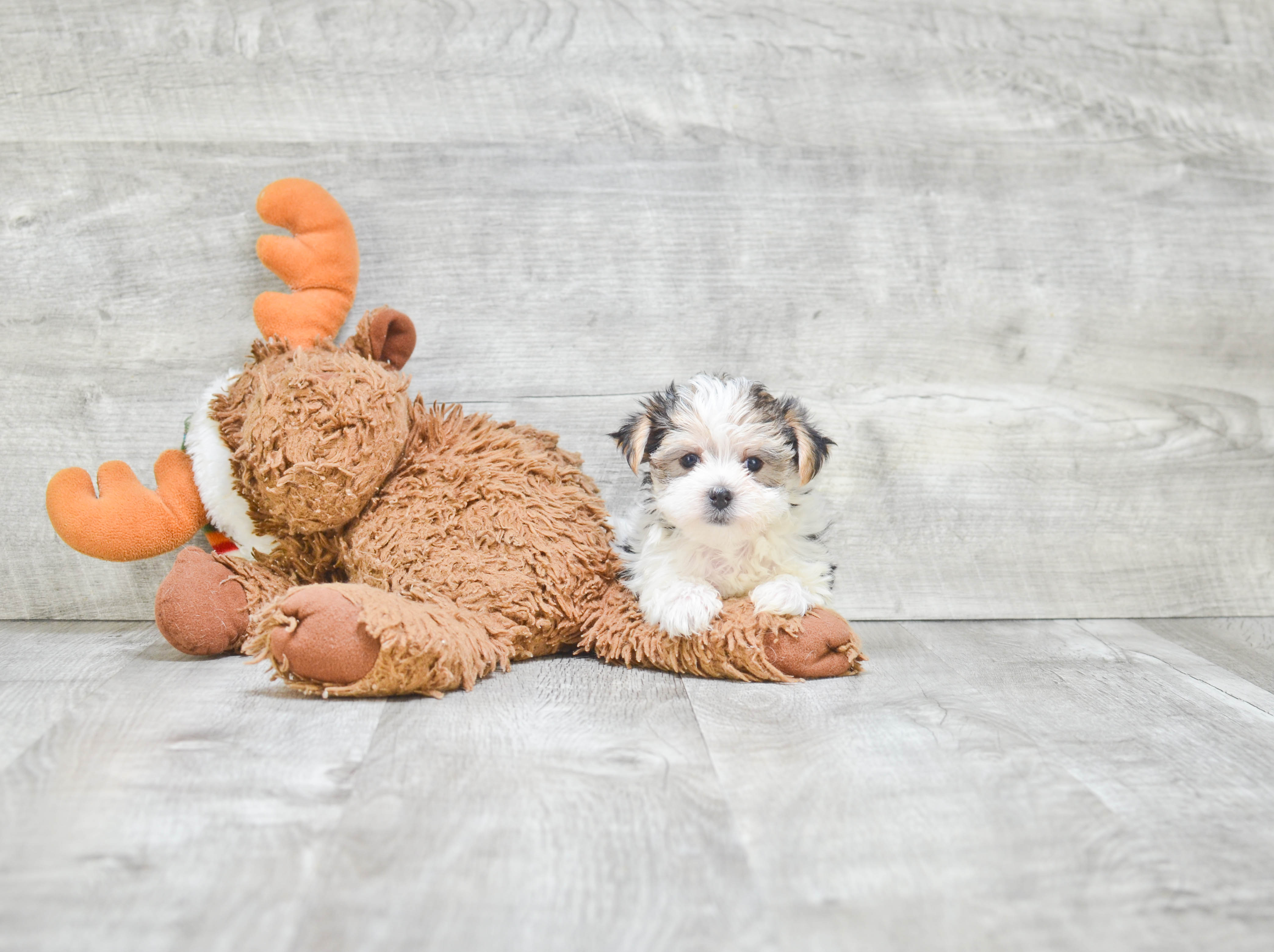 Morkie Puppy for Adoption
