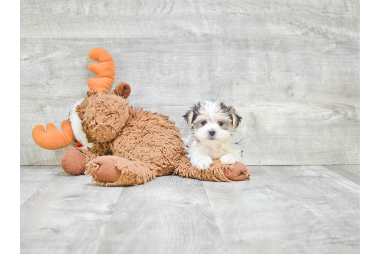 Morkie Puppy for Adoption