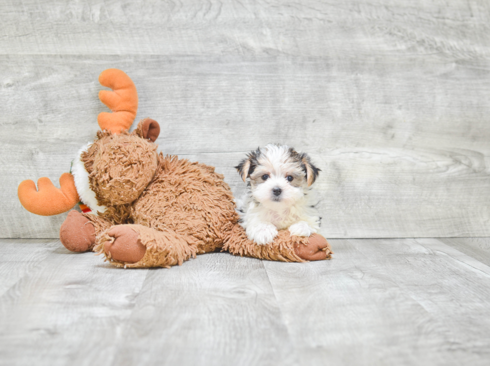 Morkie Puppy for Adoption