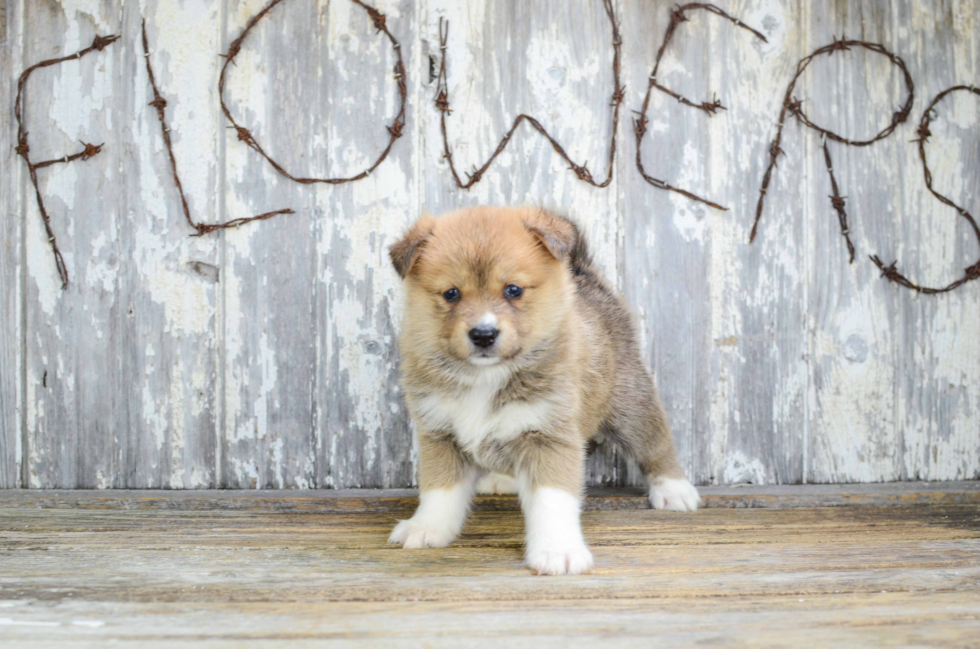 Energetic Mini Husky Designer Puppy