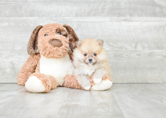 Smart Pomeranian Purebred Puppy