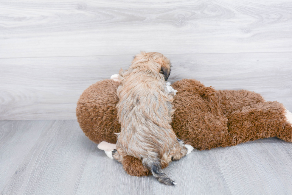 Adorable Havanese Purebred Puppy