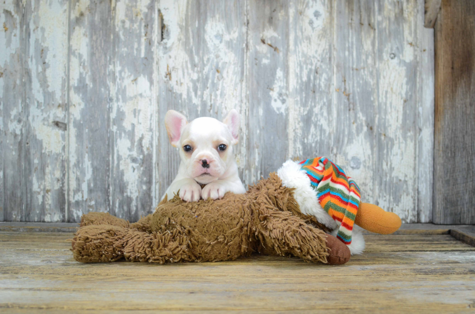 Best French Bulldog Baby