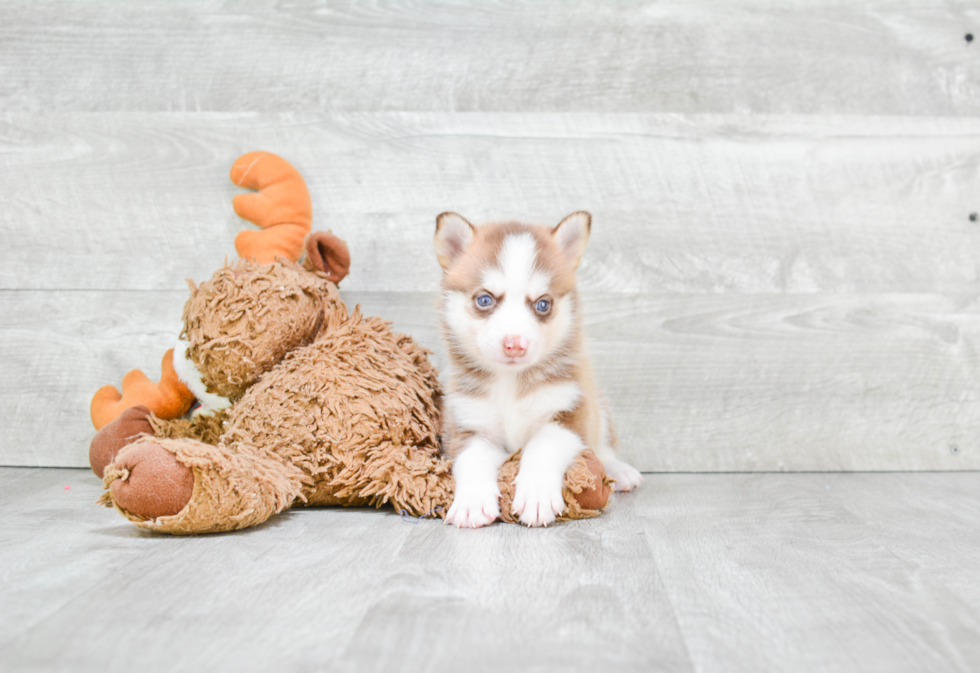 Adorable Mini Husky Designer Puppy