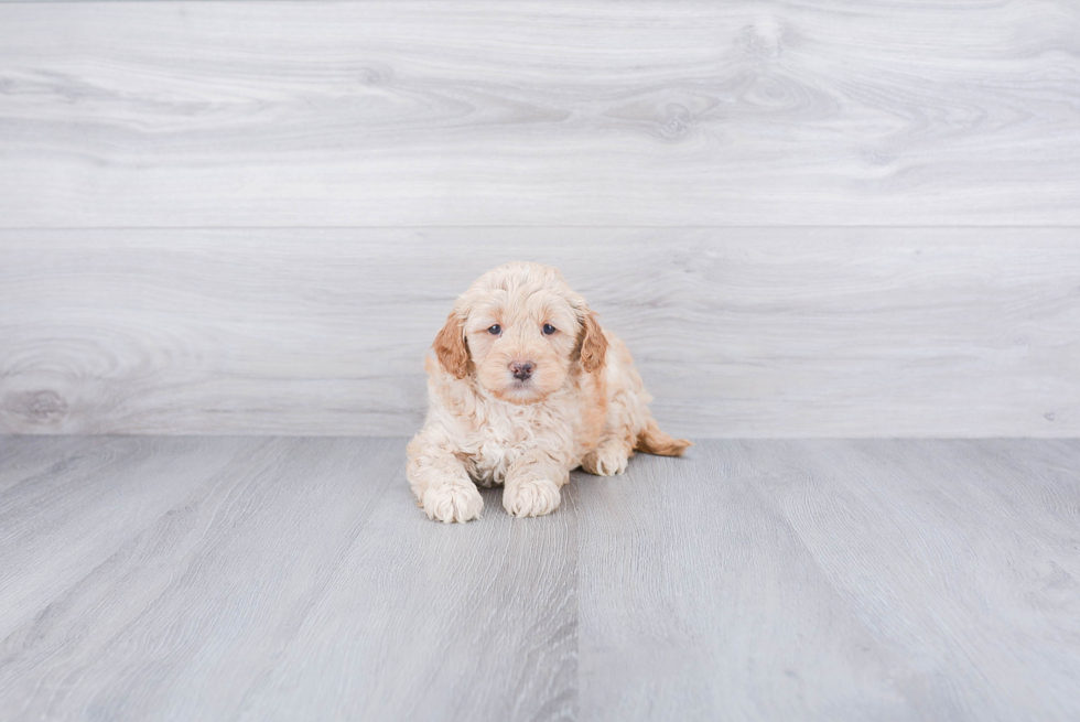 Mini Goldendoodle Pup Being Cute