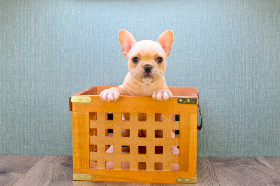 Happy Frenchie Purebred Puppy