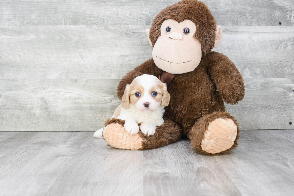 Best Cavachon Baby