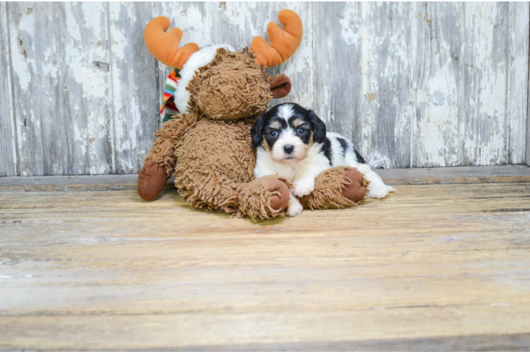 Cavachon Pup Being Cute