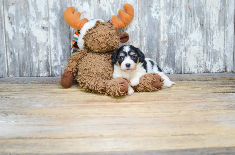 Cavachon Pup Being Cute