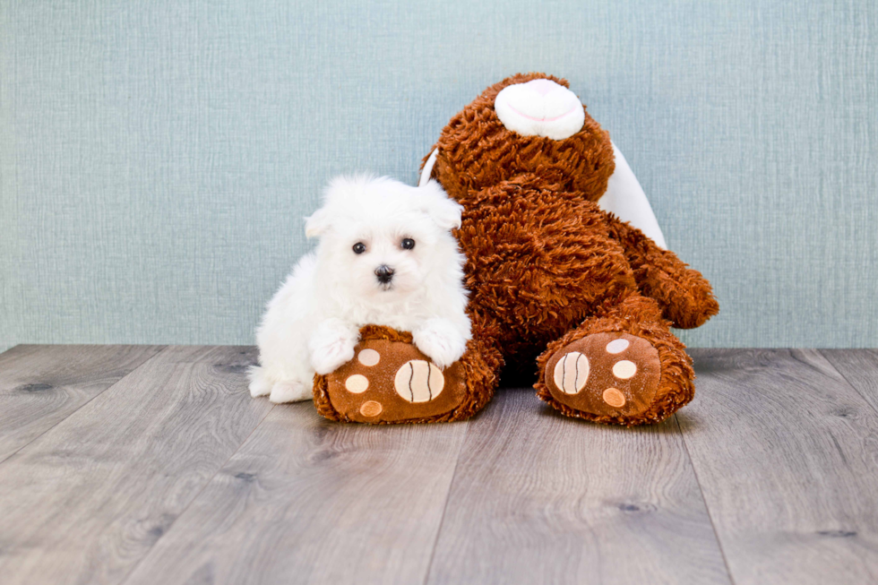 Small Maltese Purebred Pup