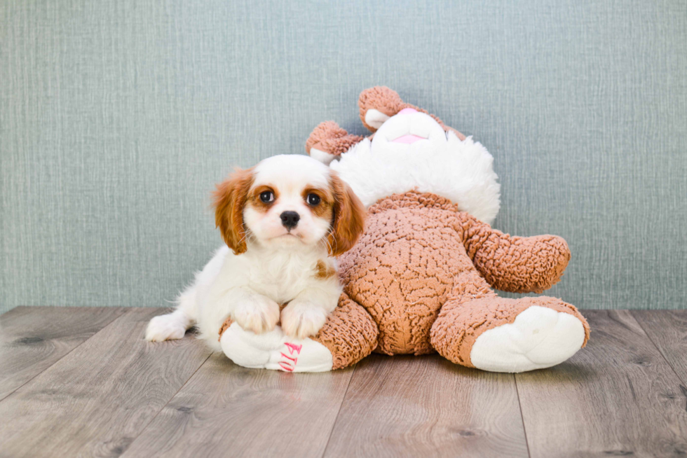 Cavalier King Charles Spaniel Puppy for Adoption