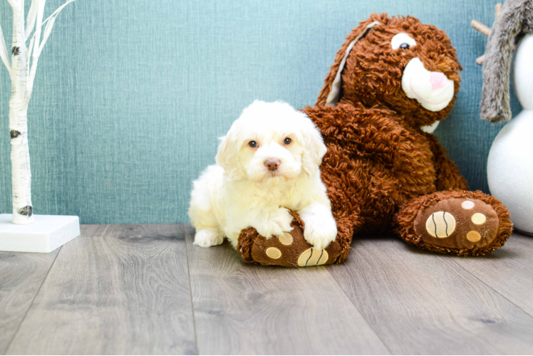 Cavapoo Puppy for Adoption