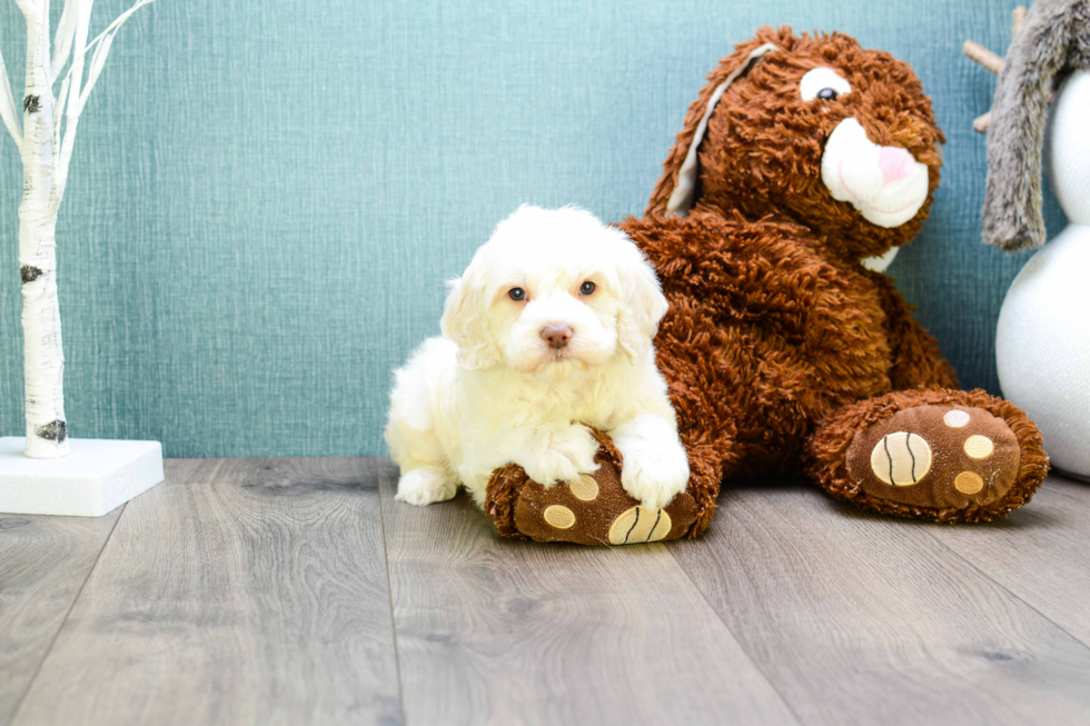 Cavapoo Puppy for Adoption