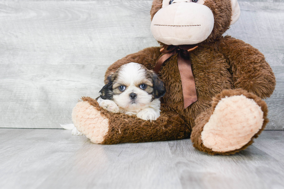 Petite Teddy Bear Designer Pup