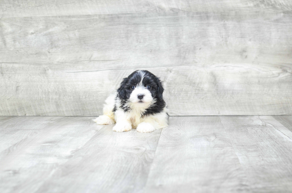 Havanese Puppy for Adoption