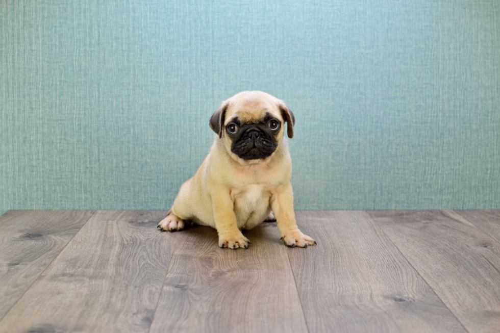 Best Pug Baby